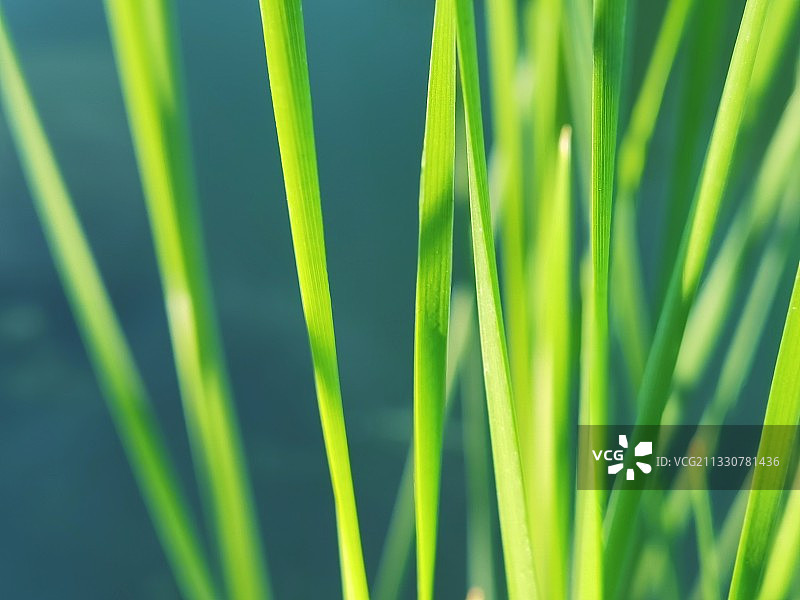 湖边的小草图片素材