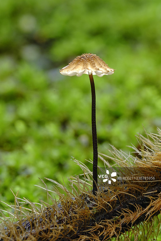 小蘑菇图片素材