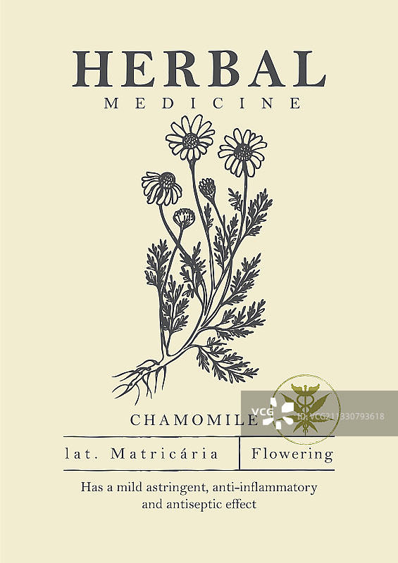 手绘甘菊植物图图片素材