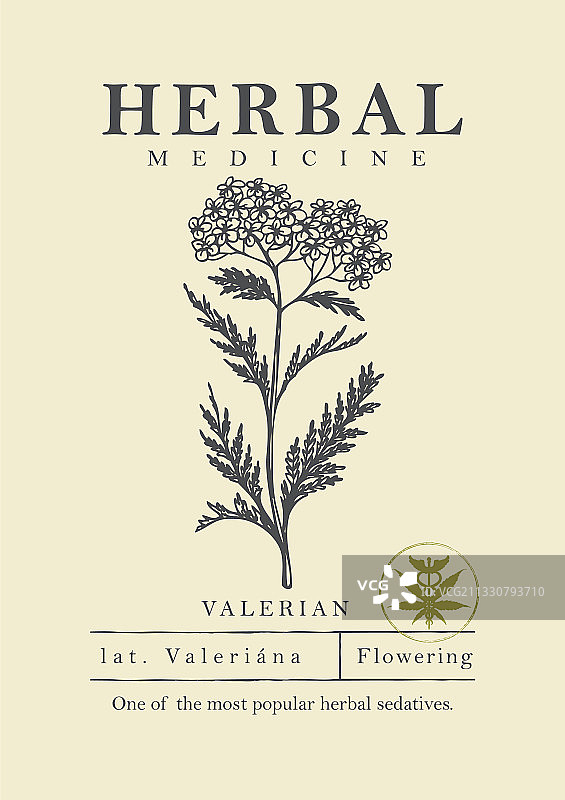 手绘缬草植物图案图片素材