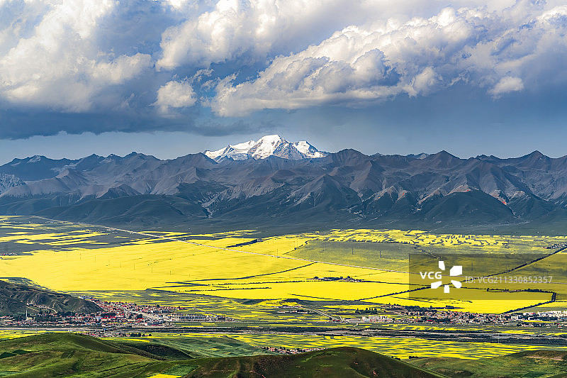 雪山下的油菜花海图片素材