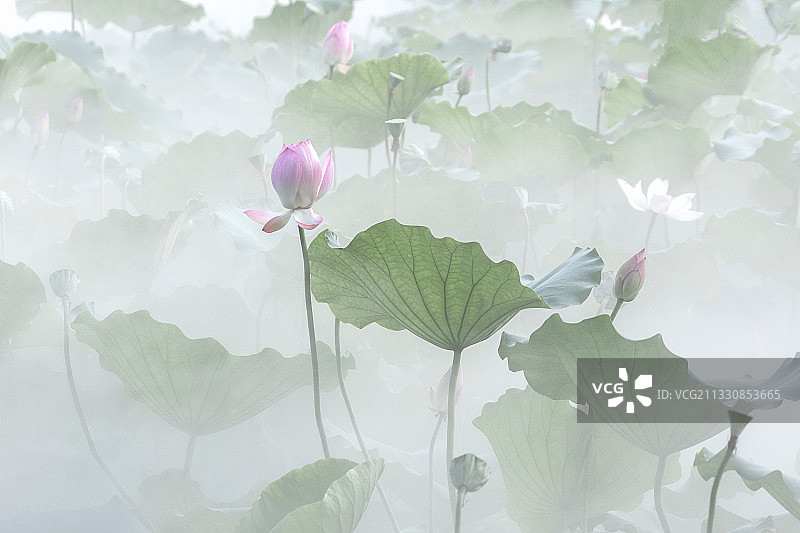 雾锁荷塘图片素材