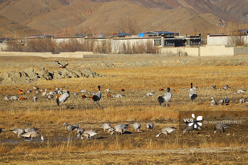 黑颈鹤之遇图片素材