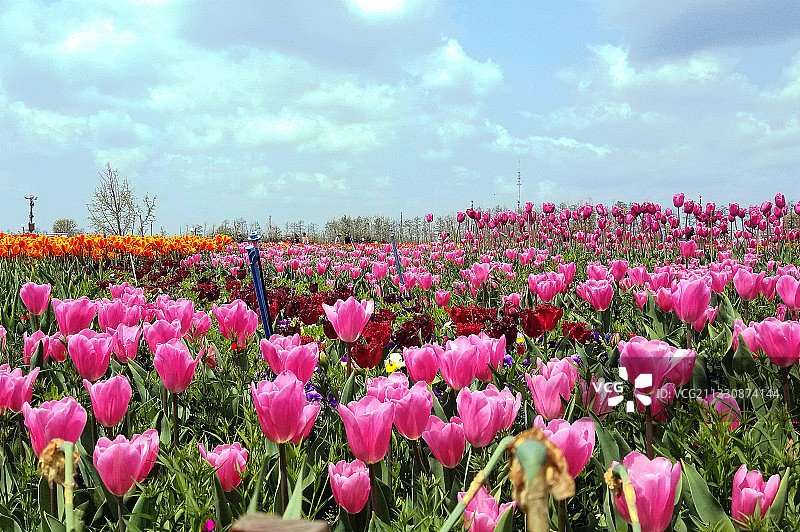 天下奇葩何所拟，荷兰花海郁金香图片素材