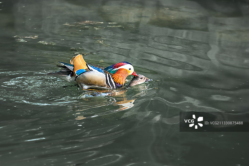 521……图片素材