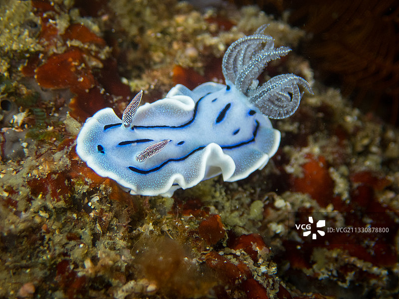 阿尼劳的海兔图片素材