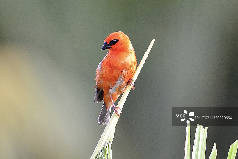 最美的一面示人的红艳织雀图片素材
