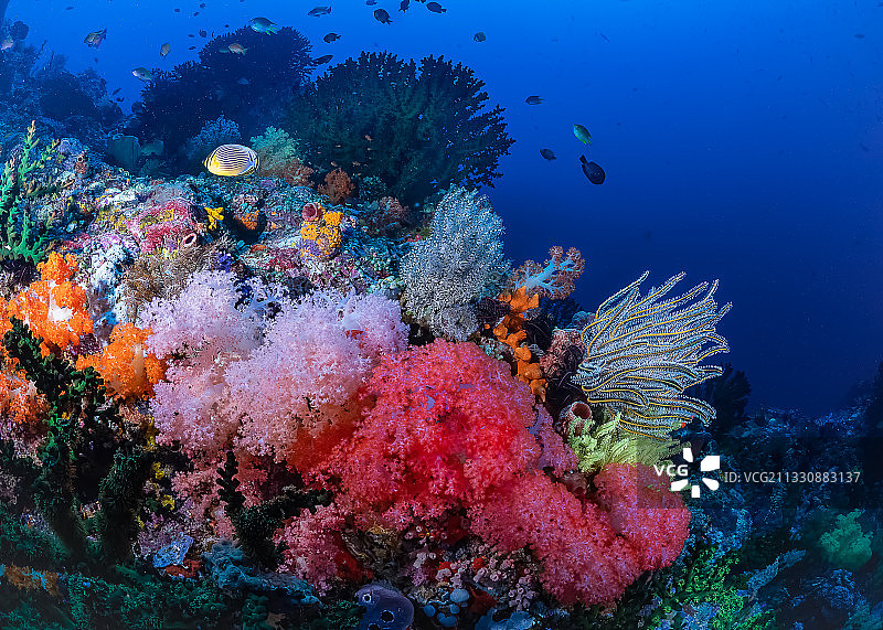 珊瑚海图片素材
