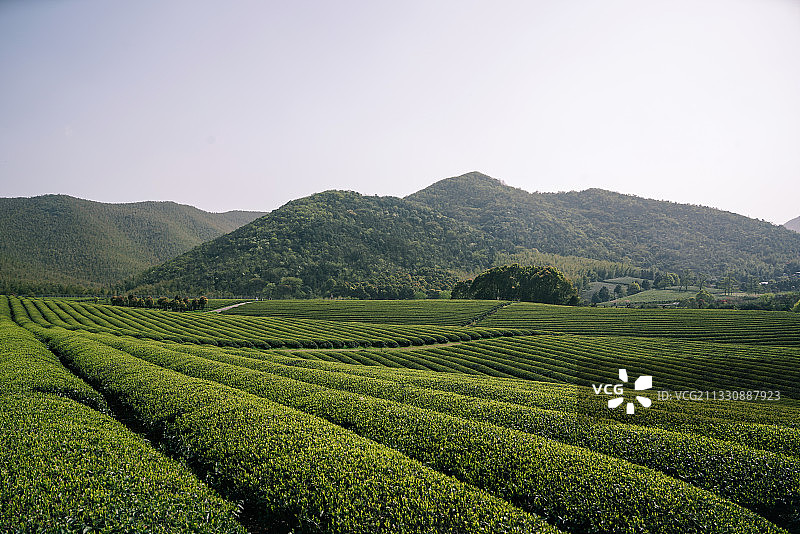 宜兴红岭茶场茶园图片素材