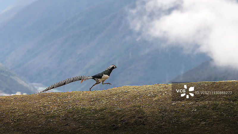 白腹锦鸡——康定跑马山上的情歌图片素材