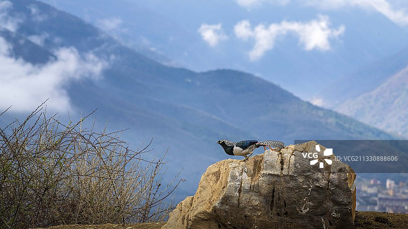 白腹锦鸡——康定跑马山上的情歌图片素材