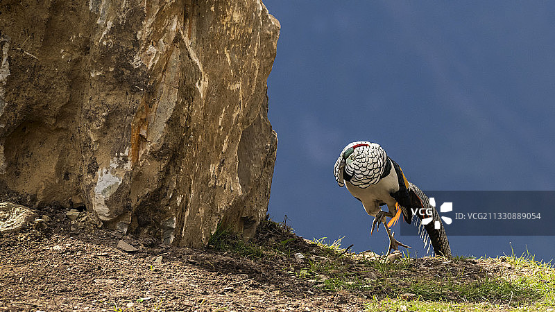 白腹锦鸡——康定跑马山上的情歌图片素材
