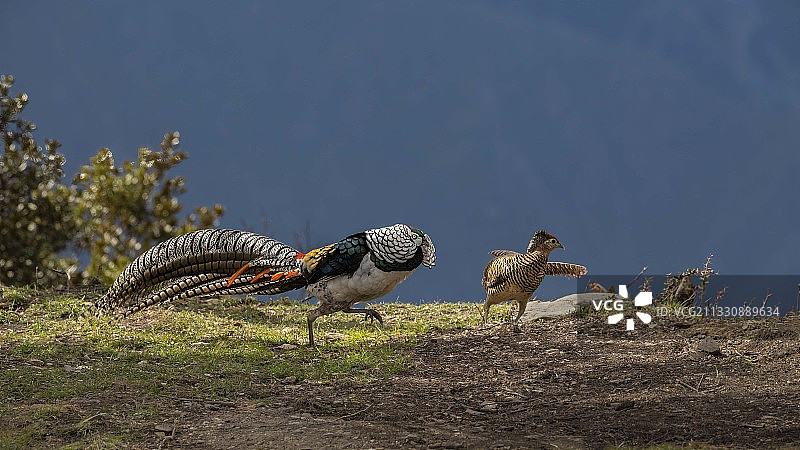 白腹锦鸡抢亲图片素材