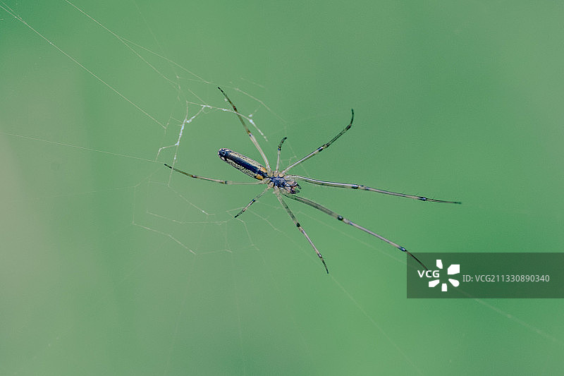 长脚盲蛛图片素材
