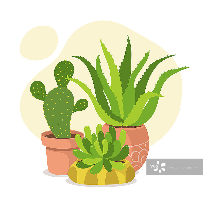 多肉植物和仙人掌组合图片素材