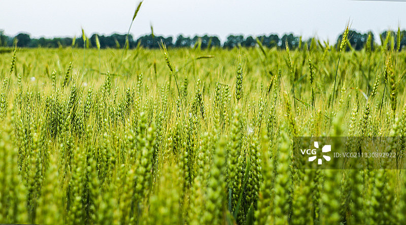 即将成熟的麦田图片素材