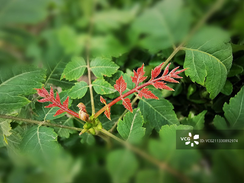 红枝叶下一小鸟图片素材