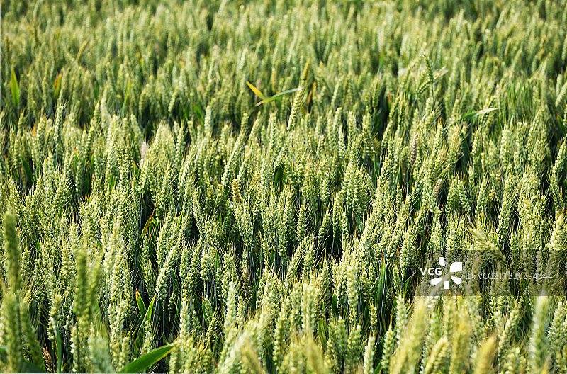 麦穗图片素材
