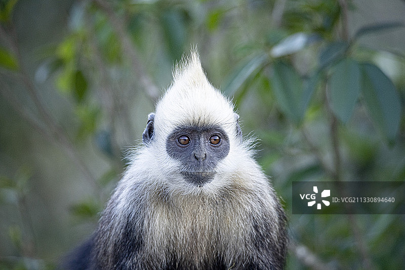 白头叶猴图片素材