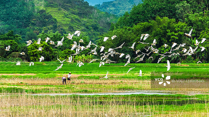 田园乐曲图片素材