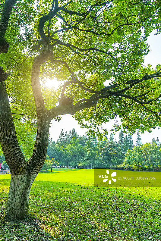 高清蓝天草地绿树林背景素材图片素材