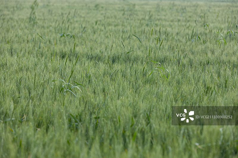 麦田风光、节气、麦穗图片素材