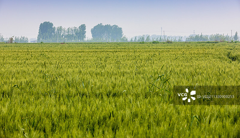 麦田风光、节气、麦穗图片素材