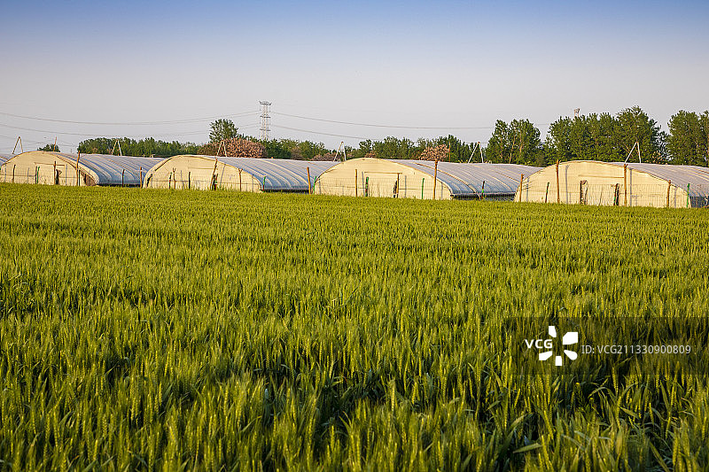 河南省濮阳市清丰县麦田与蔬菜大棚、田园风光图片素材