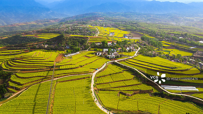 菜花飘香    河南省济源市王屋镇图片素材