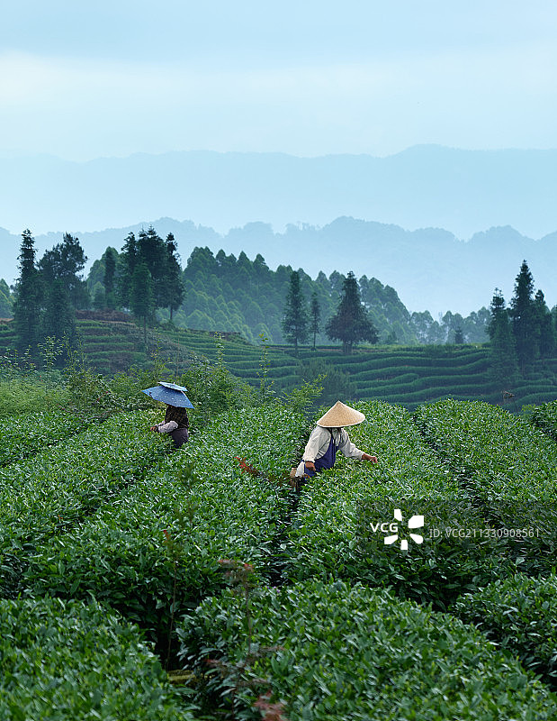 牛碾坪万亩茶园采茶人图片素材