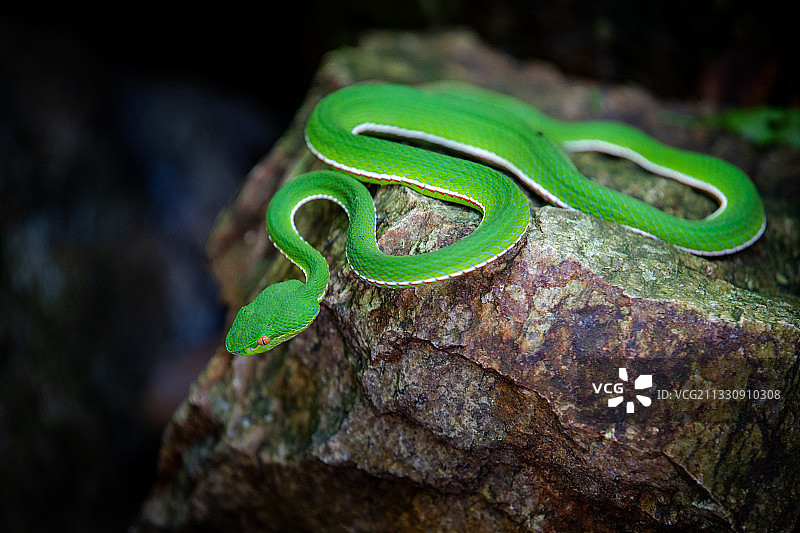 竹叶青蛇图片素材