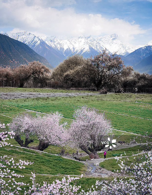 林芝桃花盛开之时图片素材