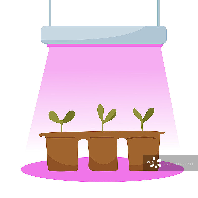 用于生长的幼苗灯春季幼苗图片素材