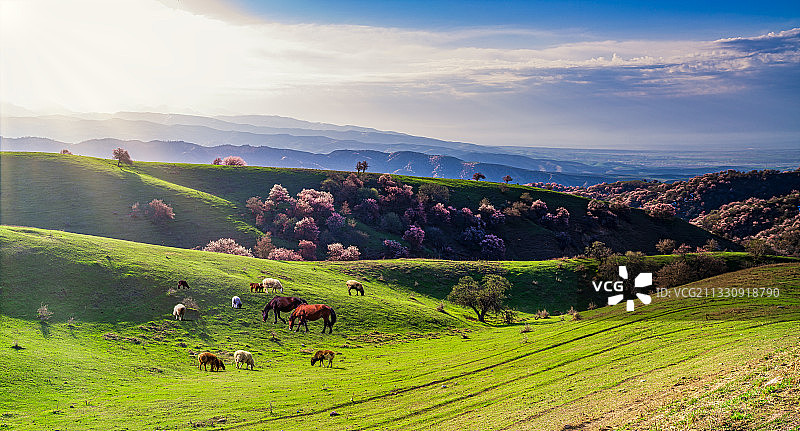 新疆福寿山杏花沟（大西沟）图片素材