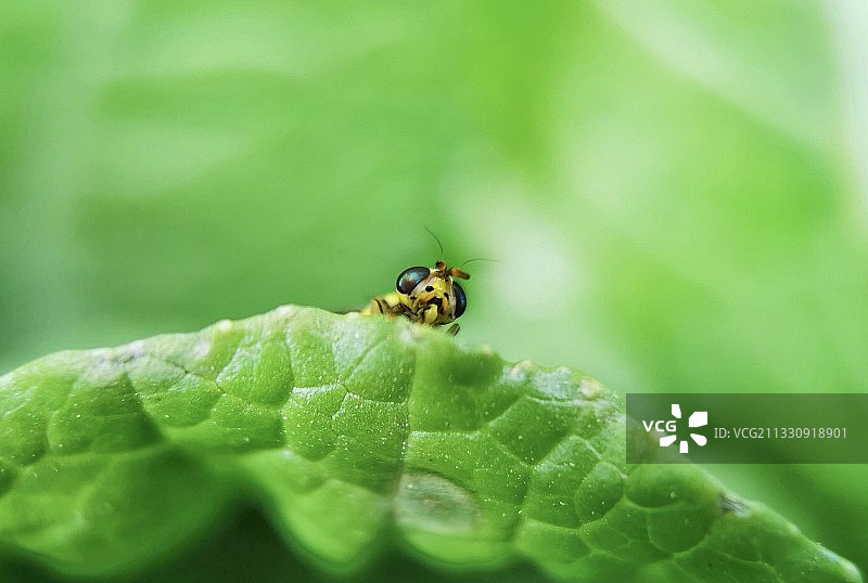 《躲在家园里》图片素材