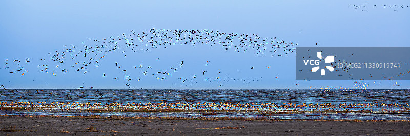 鸟浪，群鸟飞舞形成拱桥造型图片素材