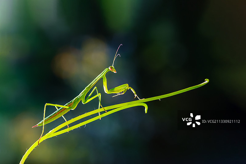 中华大刀螂图片素材