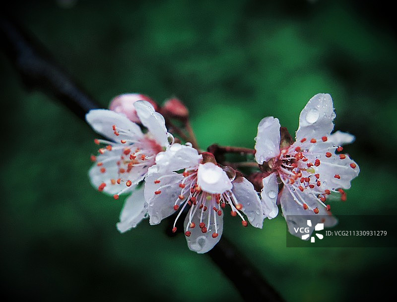 姐妹情深图片素材