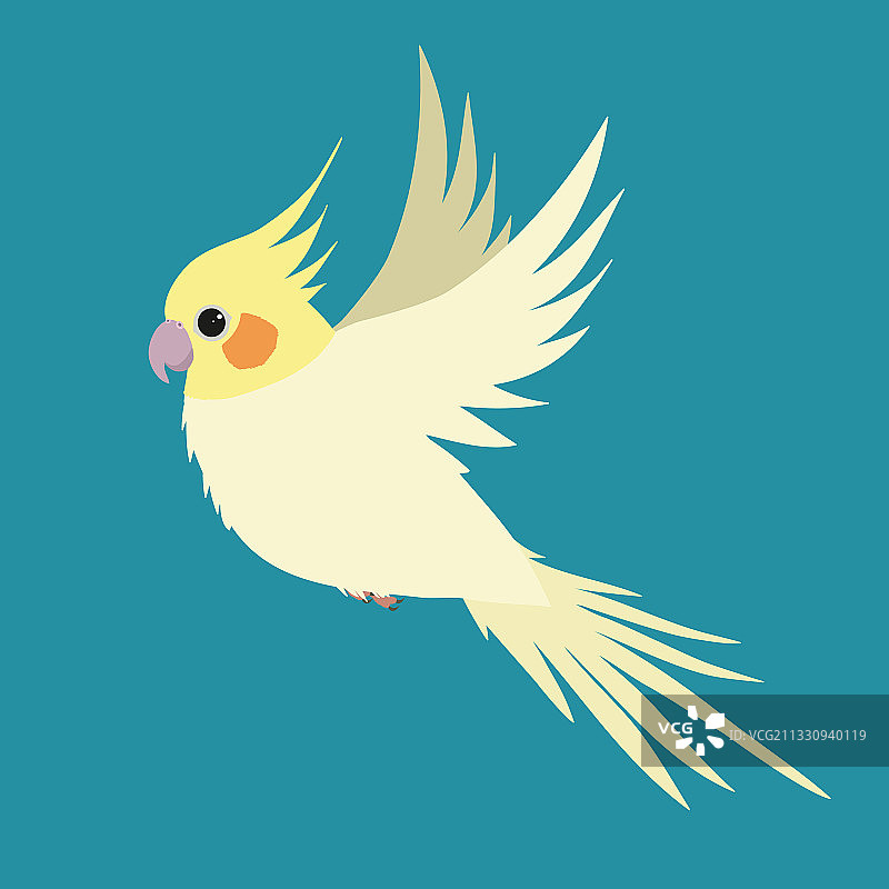 飞翔的鸡尾鹦鹉图片素材
