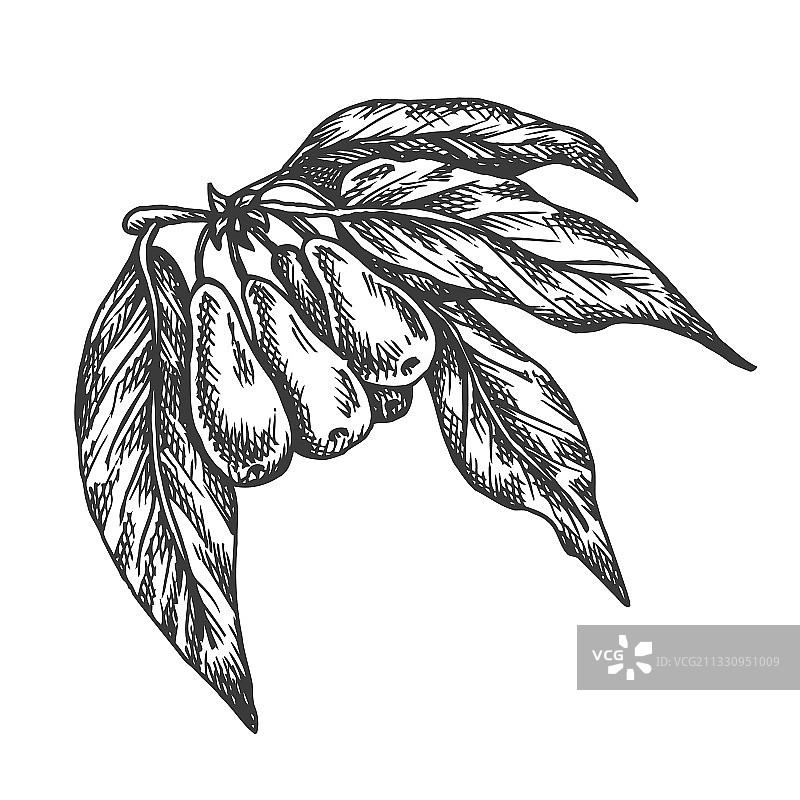 手绘枸杞草图图片素材