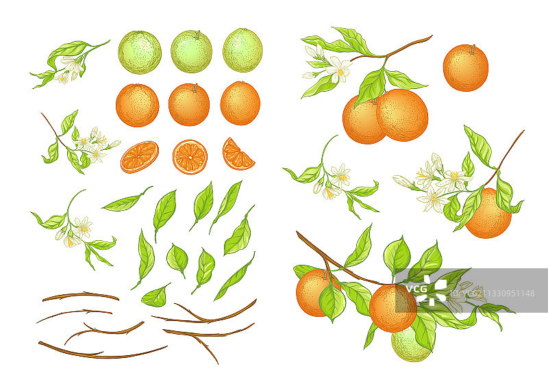 带有成熟和绿色橙子的橙色树枝图片素材