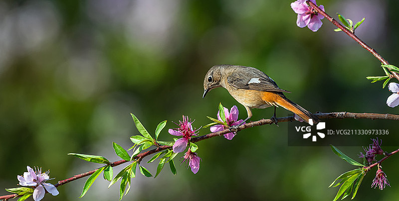 北红尾鸲图片素材