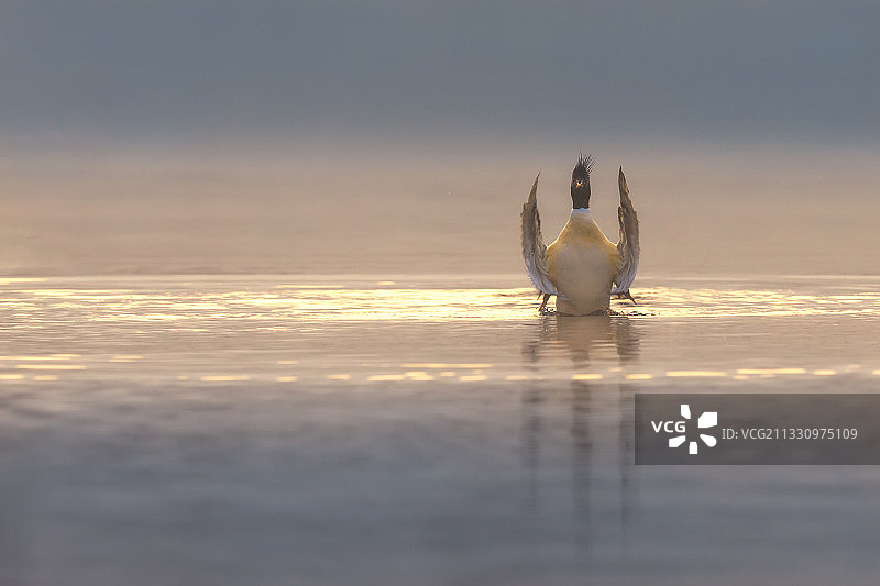 开心的秋沙鸭图片素材