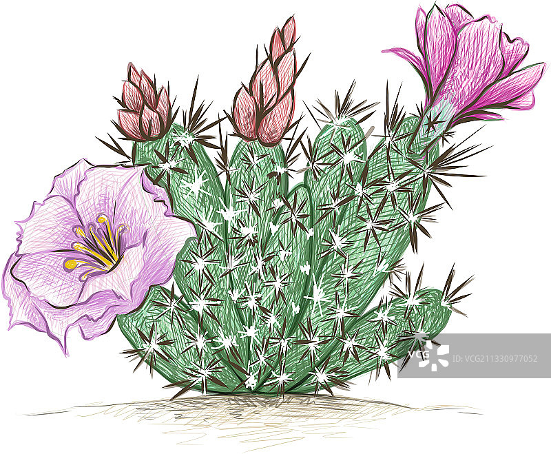 手绘格鲁索尼仙人掌速写图片素材