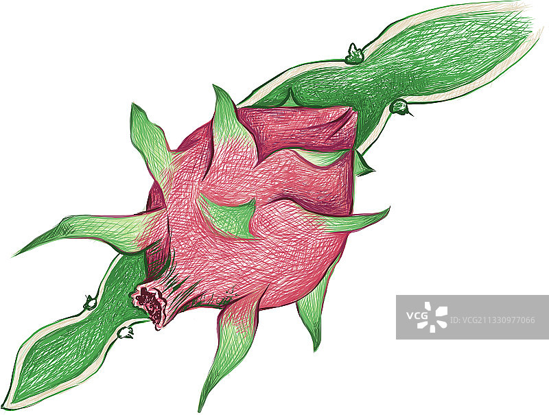 手绘火龙果或红龙果仙人掌素描图片素材
