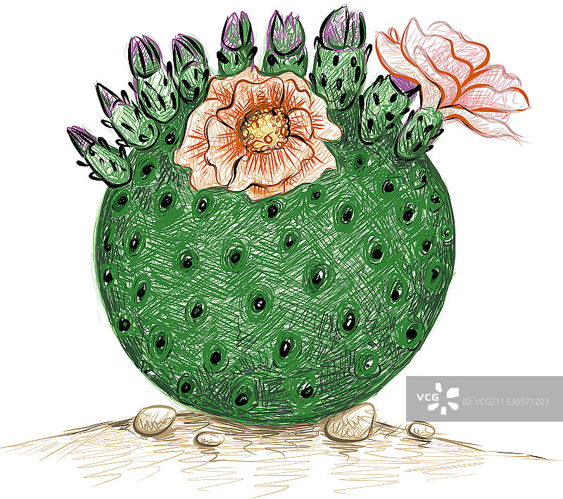 手绘橙色雪纺仙人掌图片素材