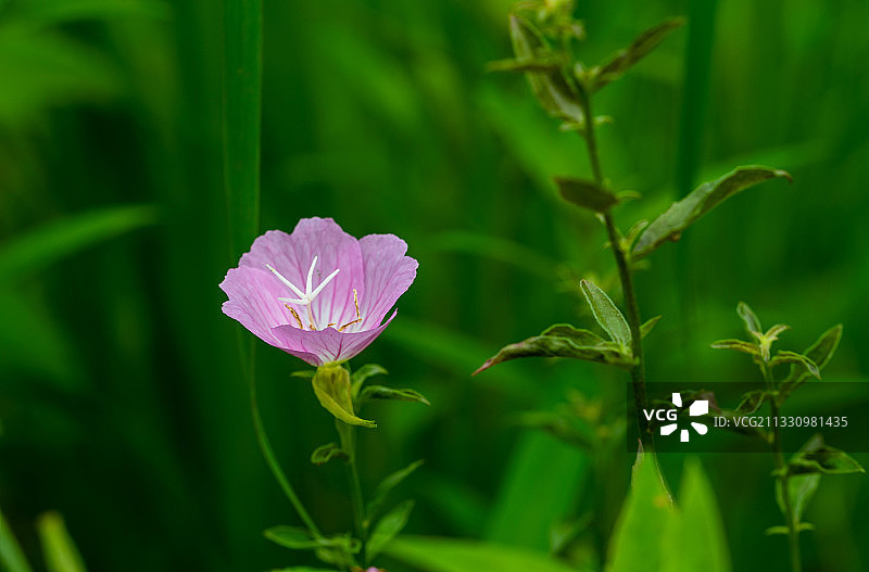 夜来香图片素材