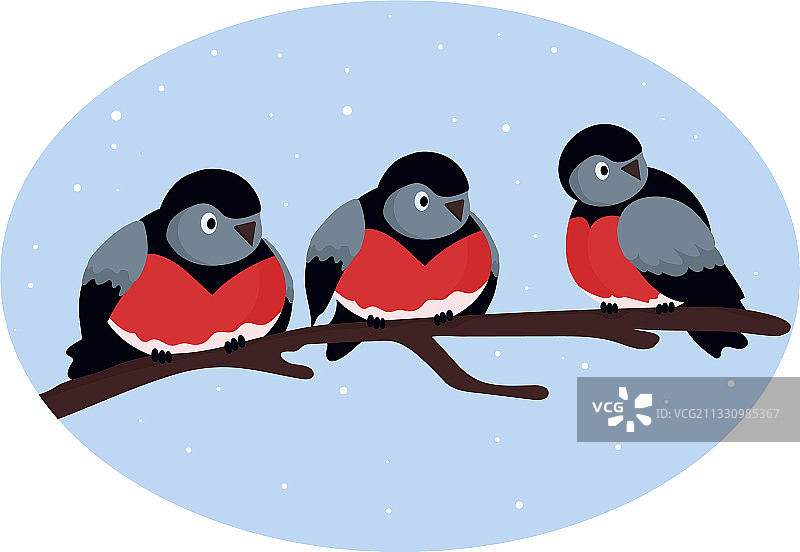 三只红腹灰雀图片素材