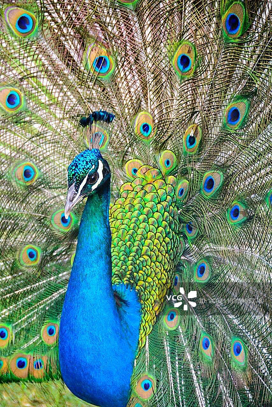 蓝孔雀图片素材