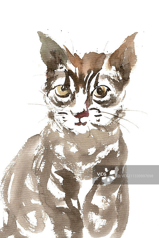 机灵的小猫图片素材